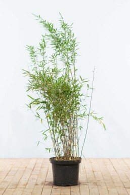 Bambou / Fargesia Nitida 125-150 cm