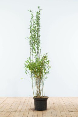Bambou / Fargesia Nitida 150-175 cm