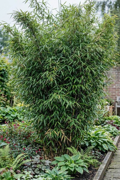 Bambou / Fargesia Nitida 150-175 cm - Pot