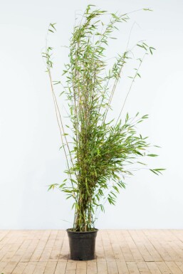 Bambou cespiteux Fargesia nitida Haie 175-200 Motte
