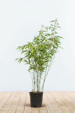 Bambou / Fargesia Rufa 60-80 cm