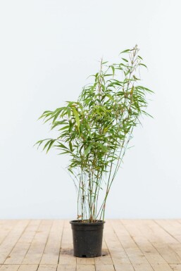 Bambou / Fargesia Rufa