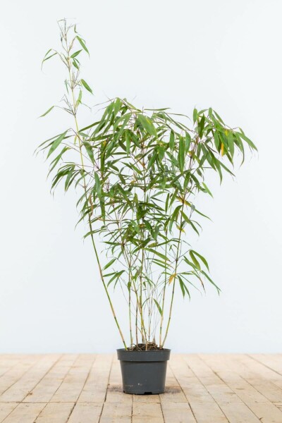 Bambou / Fargesia Rufa 80-100 cm