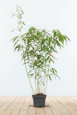 Bambou / Fargesia Rufa