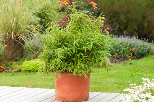 Bambou / Fargesia Rufa 80-100 cm