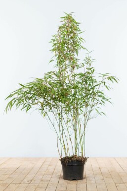 Bambou / Fargesia Rufa 100-125 cm