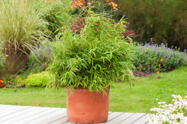 Fargesia Fargesia rufa Haie 100-125 Motte Bambou / Fargesia Rufa 100-125 cm