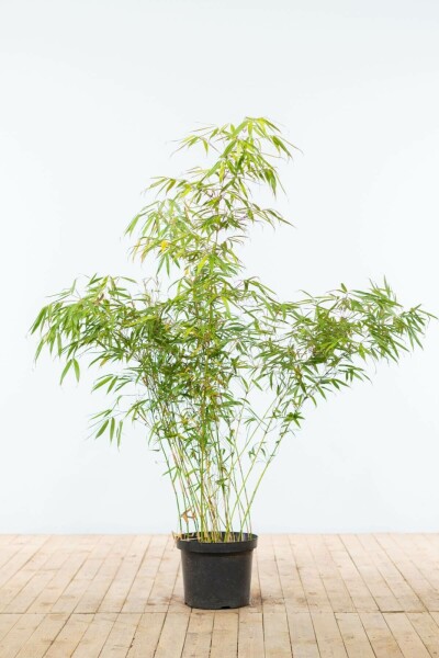 Bambou / Fargesia Rufa 125-150 cm