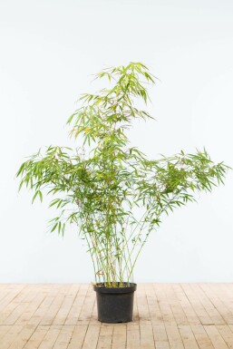 Bambou / Fargesia Rufa 125-150 cm