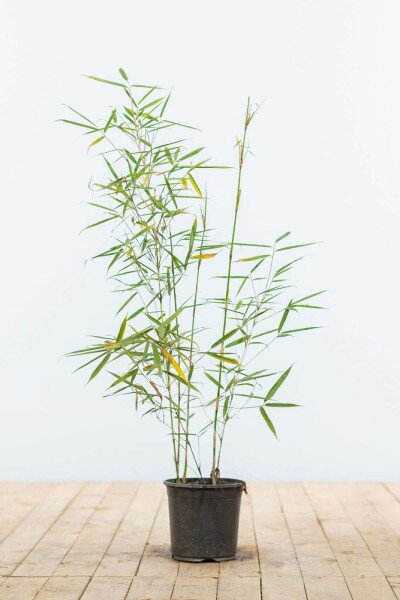 Bambou / Fargesia Robusta Campbell 60-80 cm