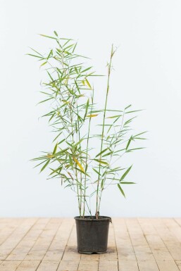 Bambou / Fargesia Robusta Campbell 60-80 cm