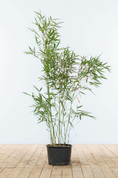 Bambou / Fargesia Robusta Campbell 80-100 cm