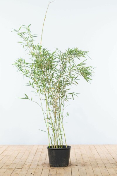 Bambou / Fargesia Robusta Campbell 125-150 cm