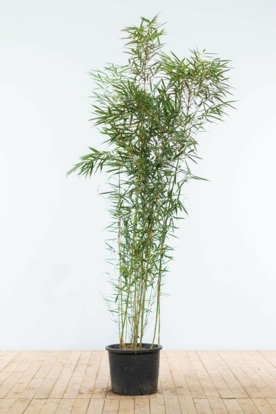Bambou / Fargesia Robusta Campbell 150-175 cm