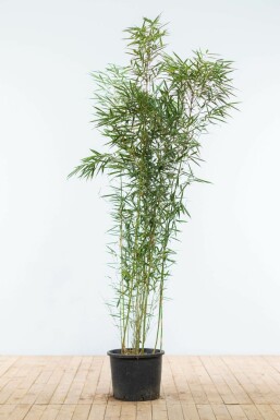 Fargesia Fargesia robusta 'Campbell' Haie 150-175 Pot Bambou / Fargesia Robusta Campbell 150-175 cm