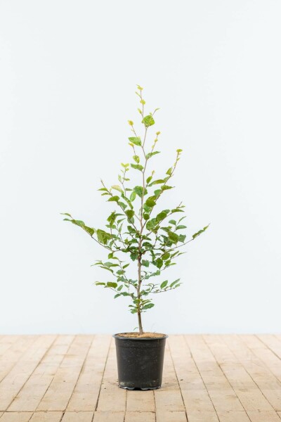Hêtre Commun Fagus Sylvatica 60-80 cm