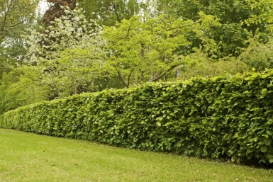 Hêtre Commun Fagus Sylvatica 60-80 cm