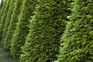 Hêtre Commun Fagus Sylvatica 60-80 cm