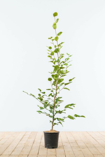 Hêtre Commun Fagus Sylvatica 100-125 cm