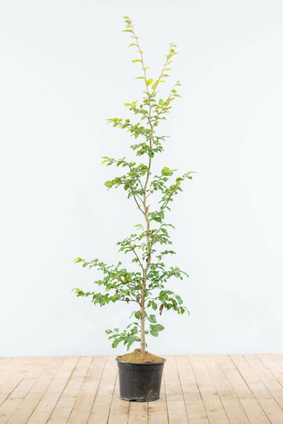 Hêtre Commun Fagus Sylvatica 125-150 cm