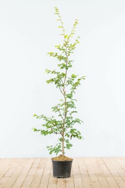 Hêtre des forêts Fagus sylvatica Haie 125-150 Pot Hêtre Commun Fagus Sylvatica 125-150 cm