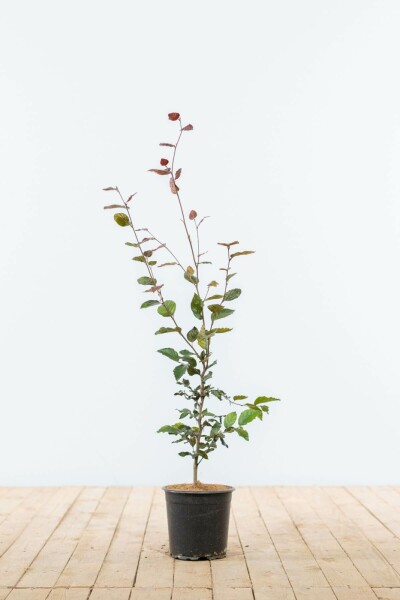 Hêtre Pourpre Fagus Sylvatica Purpurea 60-80 cm