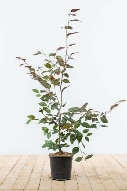 Hêtre Pourpre Fagus Sylvatica Purpurea 80-100 cm