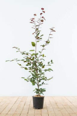 Hêtre Pourpre Fagus Sylvatica Purpurea 100-125 cm