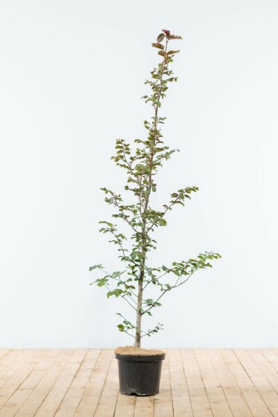 Hêtre Pourpre Fagus Sylvatica Purpurea 125-150 cm
