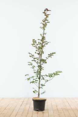 Hêtre Pourpre Fagus Sylvatica Purpurea 125-150 cm