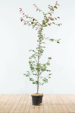 Hêtre Pourpre Fagus Sylvatica Purpurea 150-175 cm