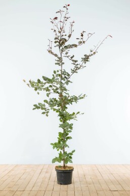 Hêtre Pourpre Fagus Sylvatica Purpurea 175-200 cm