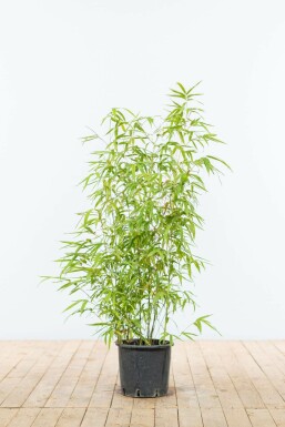 Bambou / Phyllostachys Aurea