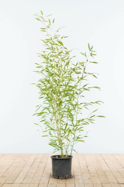 Bambou / Phyllostachys Bissetii 80-100 cm