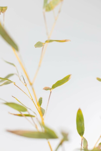 Bambou / Phyllostachys Bissetii 80-100 cm