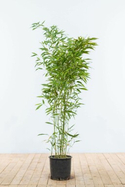 Phyllostachys Phyllostachys bissetii Haie 100-125 Pot Bambou / Phyllostachys Bissetii 100-125 cm