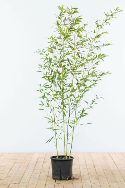 Bambou / Phyllostachys Bissetii 125-150 cm - Pot