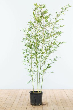 Bambou / Phyllostachys Bissetii 125-150 cm - Pot
