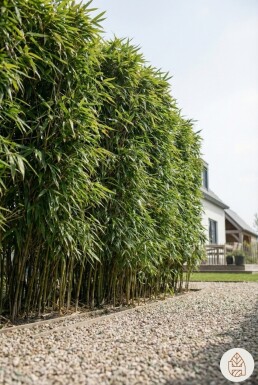 Bambou / Phyllostachys Bissetii 125-150 cm - Pot