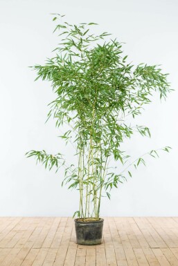 Bambou / Phyllostachys Bissetii 150-175 cm