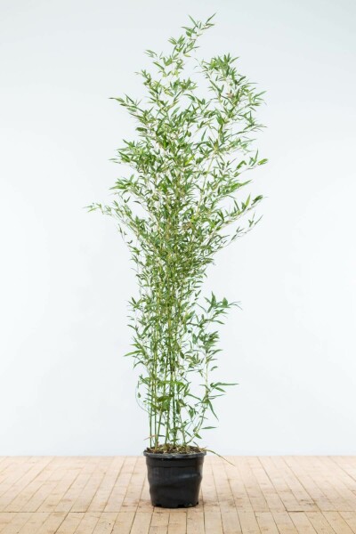 Bambou / Phyllostachys Bissetii 175-200 cm