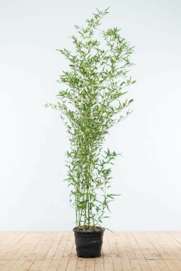 Bambou / Phyllostachys Bissetii 175-200 cm