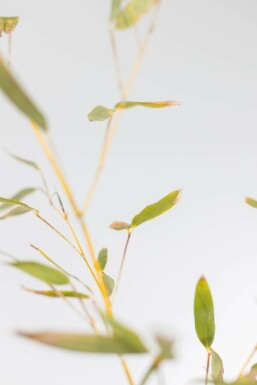 Bambou / Phyllostachys Bissetii 175-200 cm