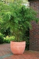 Bambou / Phyllostachys Bissetii 175-200 cm