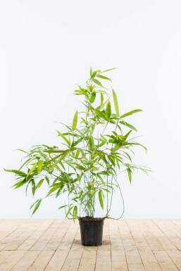 Bambou Noir / Phyllostachys Nigra