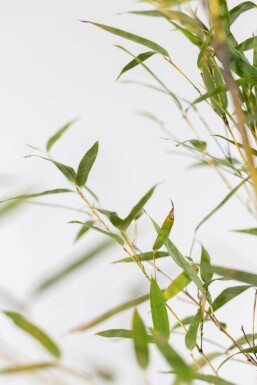 Bambou Noir / Phyllostachys Nigra 60-80 cm