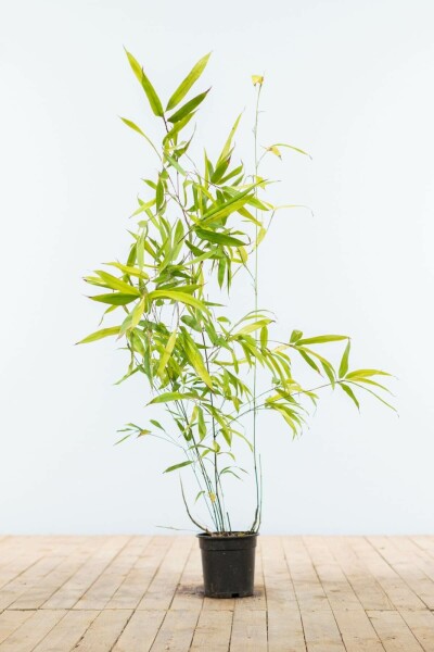 Bambou Noir / Phyllostachys Nigra 80-100 cm