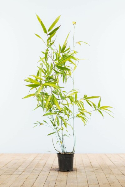 Bambou Noir / Phyllostachys Nigra