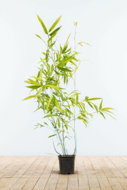 Phyllostachys noir Phyllostachys nigra Haie 80-100 Pot Bambou Noir / Phyllostachys Nigra 80-100 cm
