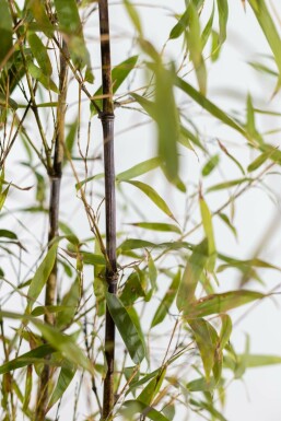 Phyllostachys noir Phyllostachys nigra Haie 80-100 Pot Bambou Noir / Phyllostachys Nigra 80-100 cm